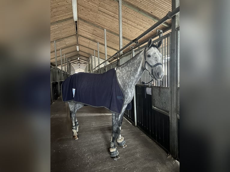 Deutsches Reitpferd Stute 7 Jahre 167 cm Apfelschimmel in Bremen