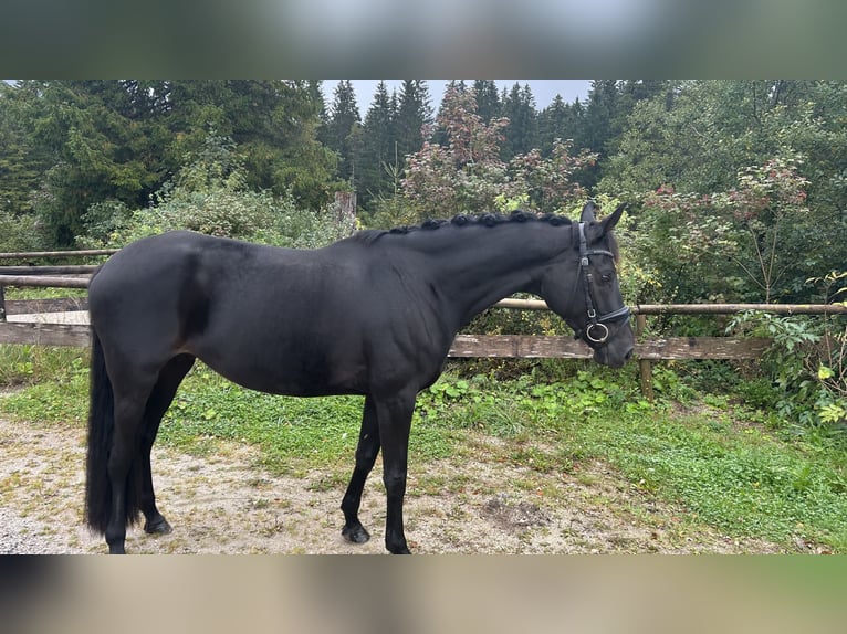 Deutsches Reitpferd Stute 7 Jahre 167 cm Rappe in Mittenwald