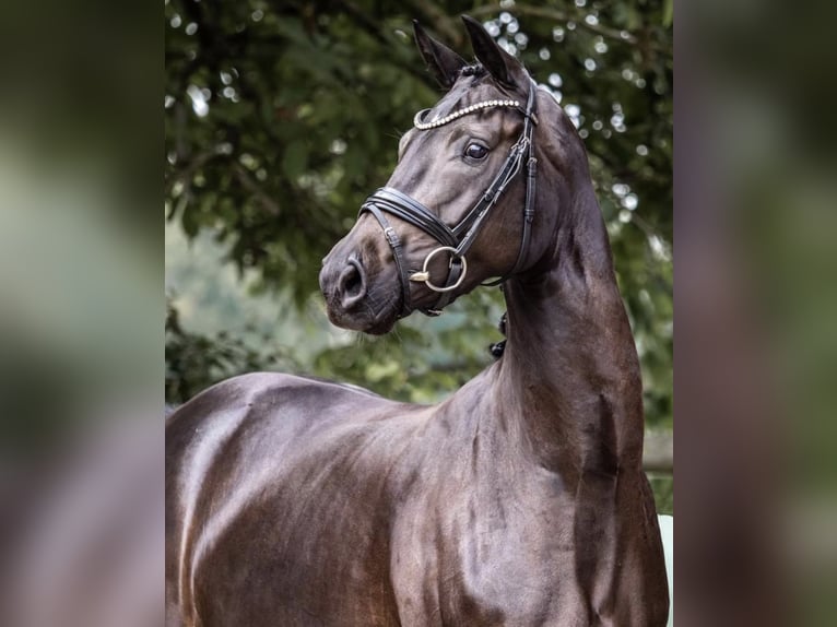 Deutsches Reitpferd Stute 7 Jahre 167 cm Schwarzbrauner in L&#xFC;dinghausen