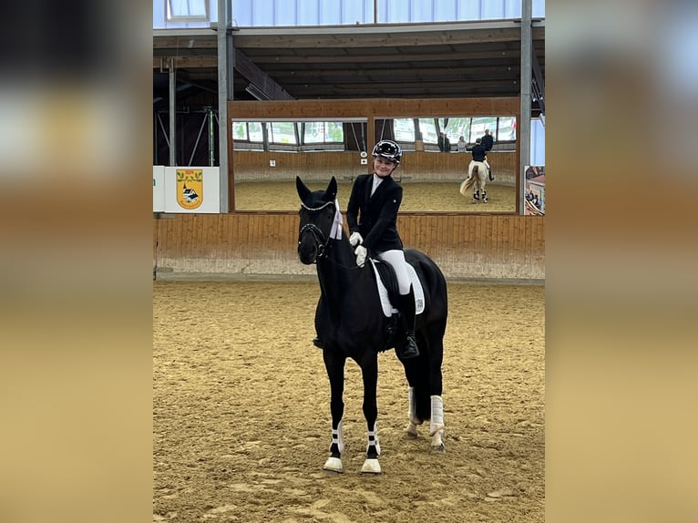 Deutsches Reitpferd Stute 7 Jahre 167 cm Schwarzbrauner in L&#xFC;dinghausen