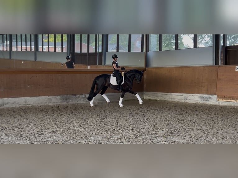 Deutsches Reitpferd Stute 7 Jahre 167 cm Schwarzbrauner in Lüdinghausen