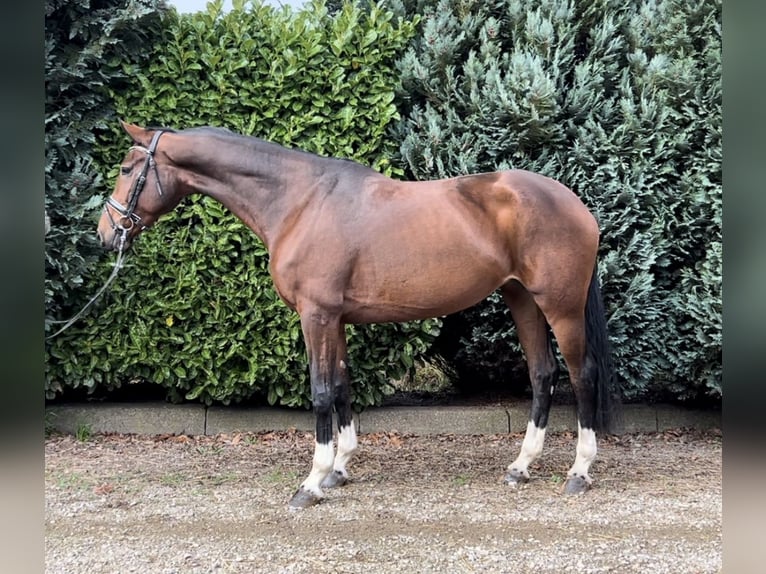 Deutsches Reitpferd Stute 7 Jahre 168 cm Brauner in Oud Gastel