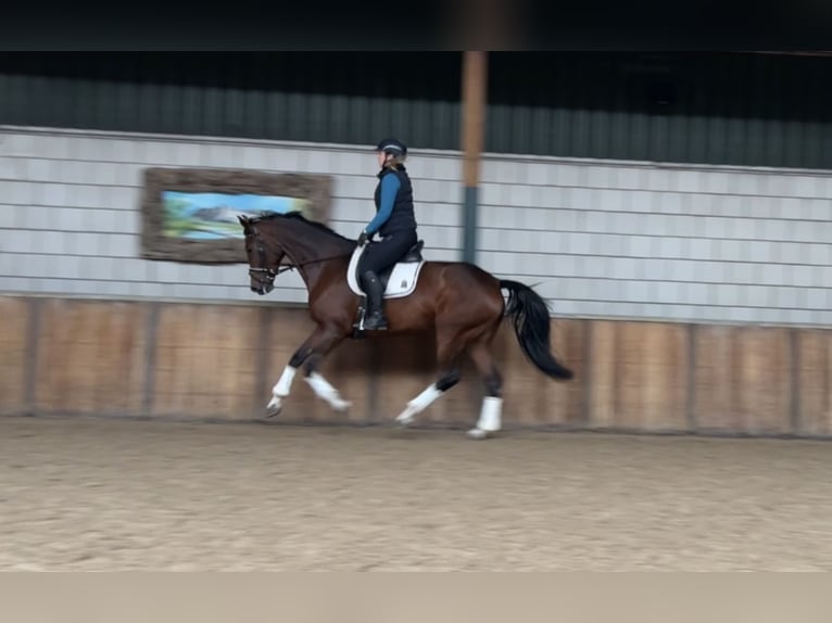 Deutsches Reitpferd Stute 7 Jahre 168 cm Brauner in Oud Gastel