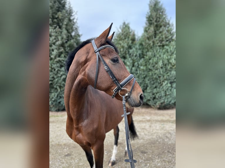 Deutsches Reitpferd Stute 7 Jahre 168 cm Brauner in Oud Gastel