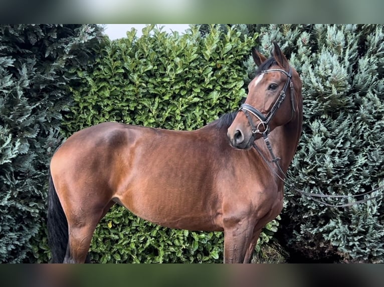 Deutsches Reitpferd Stute 7 Jahre 168 cm Brauner in Oud Gastel