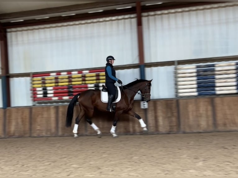 Deutsches Reitpferd Stute 7 Jahre 168 cm Brauner in Oud Gastel