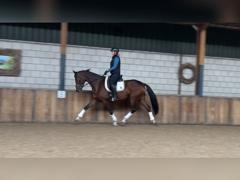 Deutsches Reitpferd Stute 7 Jahre 168 cm Brauner in Oud Gastel