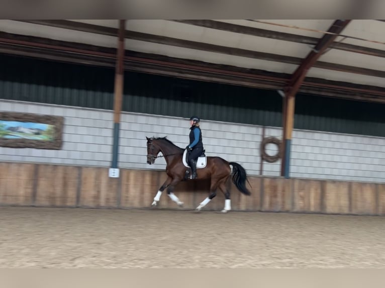 Deutsches Reitpferd Stute 7 Jahre 168 cm Brauner in Oud Gastel