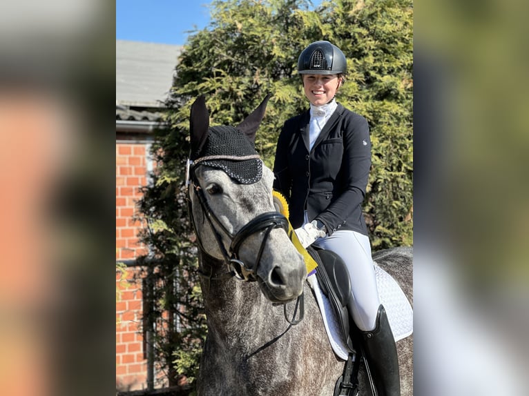 Deutsches Reitpferd Stute 7 Jahre 169 cm Rappschimmel in Bocholt