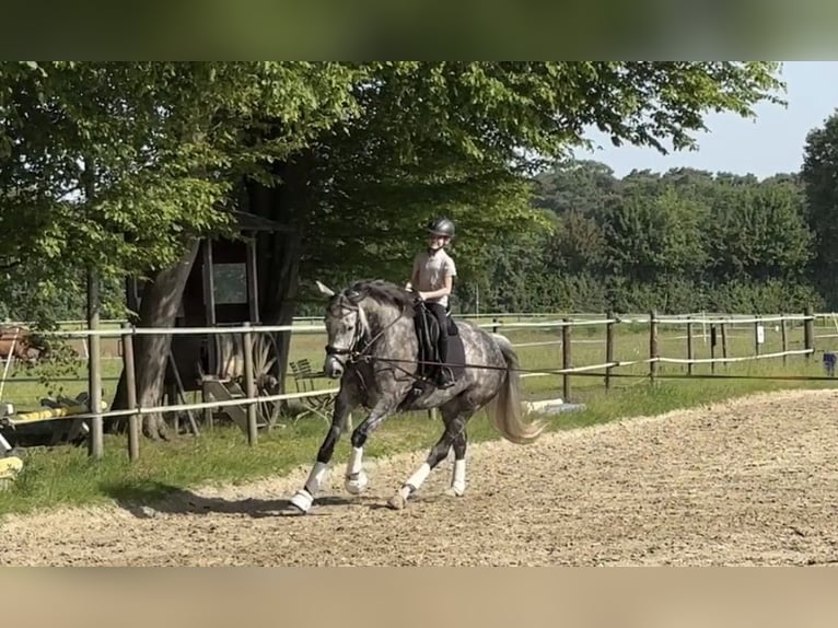 Deutsches Reitpferd Stute 7 Jahre 169 cm Rappschimmel in Bocholt