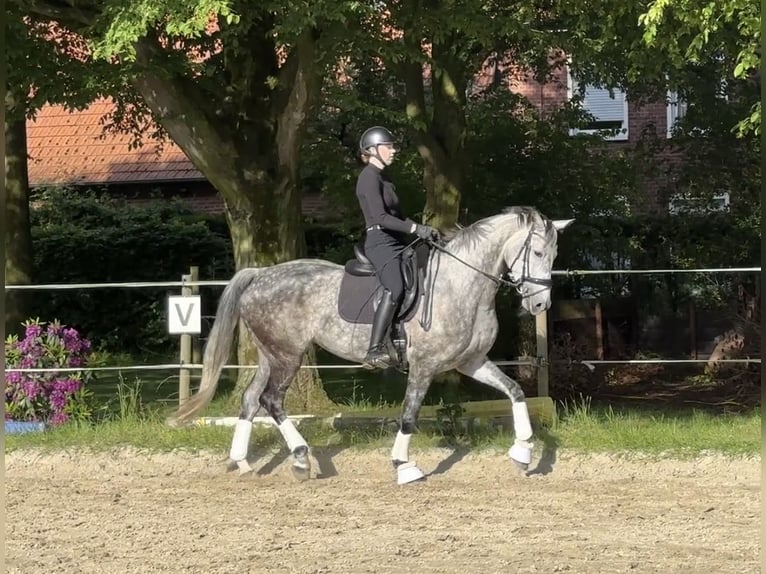 Deutsches Reitpferd Stute 7 Jahre 169 cm Rappschimmel in Bocholt