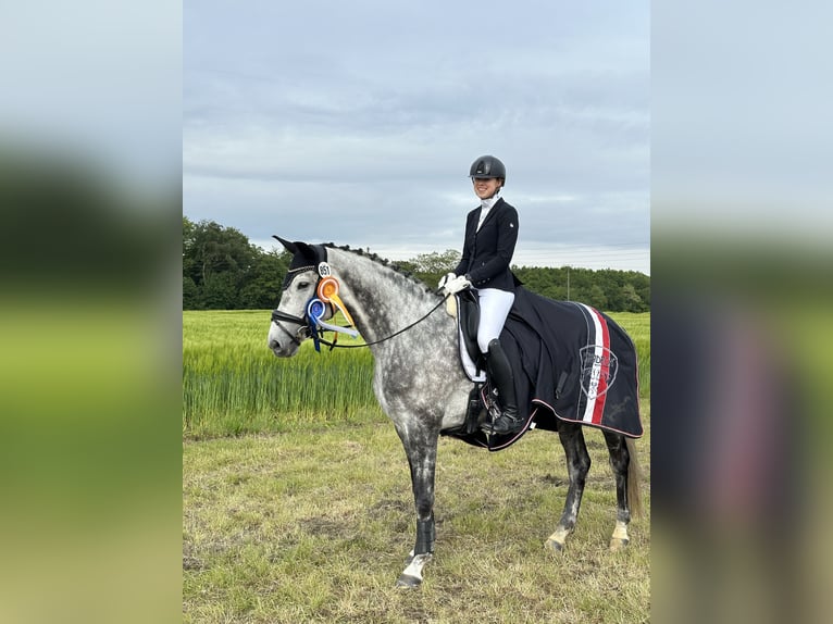 Deutsches Reitpferd Stute 7 Jahre 169 cm Rappschimmel in Bocholt