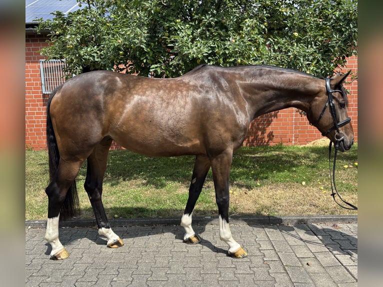 Deutsches Reitpferd Stute 7 Jahre 170 cm Brauner in Sassenberg