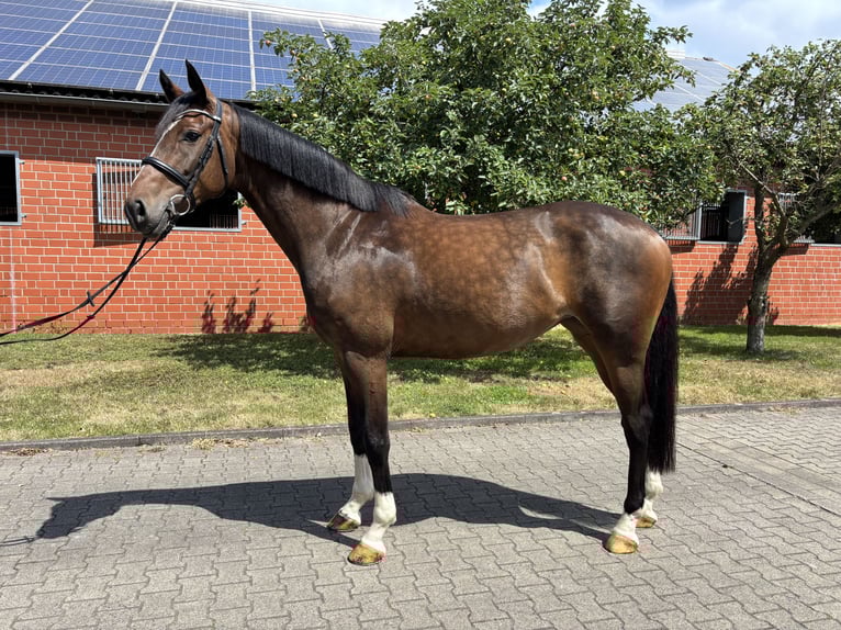 Deutsches Reitpferd Stute 7 Jahre 170 cm Brauner in Sassenberg