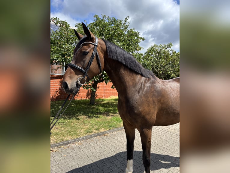 Deutsches Reitpferd Stute 7 Jahre 170 cm Brauner in Sassenberg