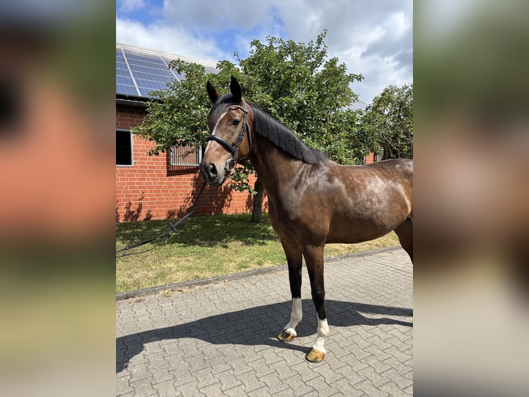 Deutsches Reitpferd Stute 7 Jahre 170 cm Brauner in Sassenberg
