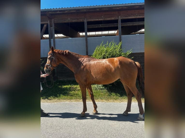 Deutsches Reitpferd Stute 7 Jahre 170 cm Fuchs in Untergruppenbach
