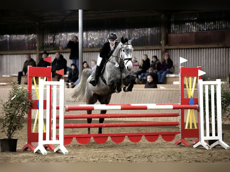 Deutsches Reitpferd Stute 7 Jahre 174 cm Schimmel in Rosengarten