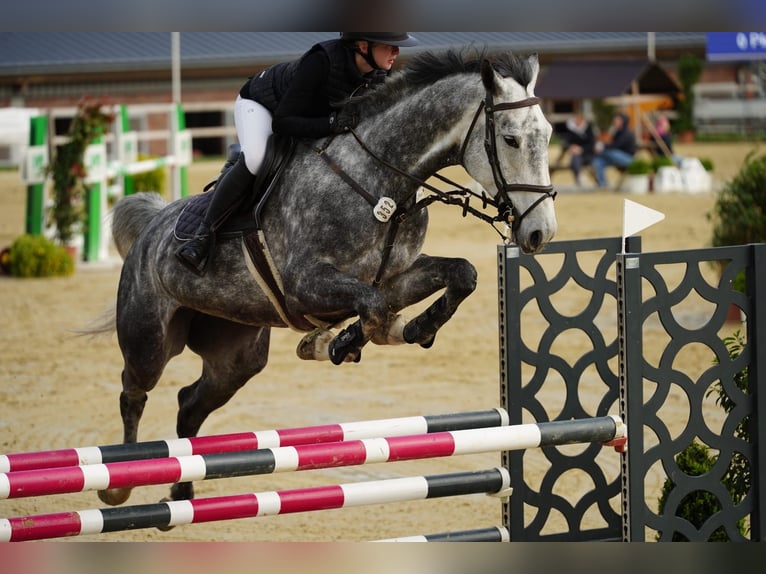 Deutsches Reitpferd Stute 7 Jahre 174 cm Schimmel in Rosengarten