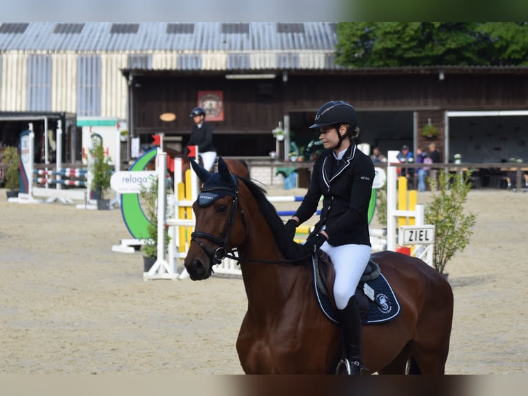 Deutsches Reitpferd Stute 7 Jahre 175 cm Brauner in Overath