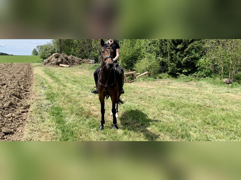 Deutsches Reitpferd Stute 7 Jahre 175 cm Dunkelbrauner in Rot an der Rot