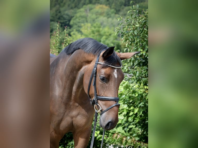 Deutsches Reitpferd Stute 7 Jahre 175 cm Dunkelbrauner in Rot an der Rot