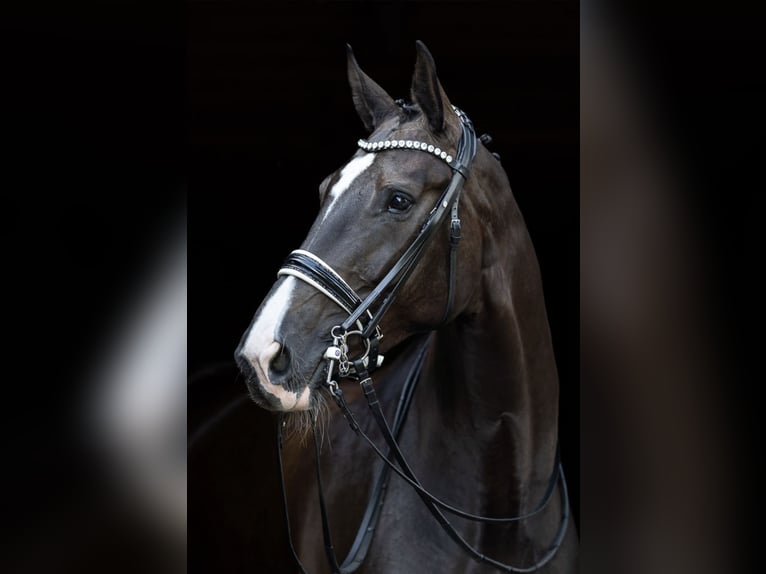 Deutsches Reitpferd Stute 7 Jahre 176 cm Rappe in S&#xFC;dlohn