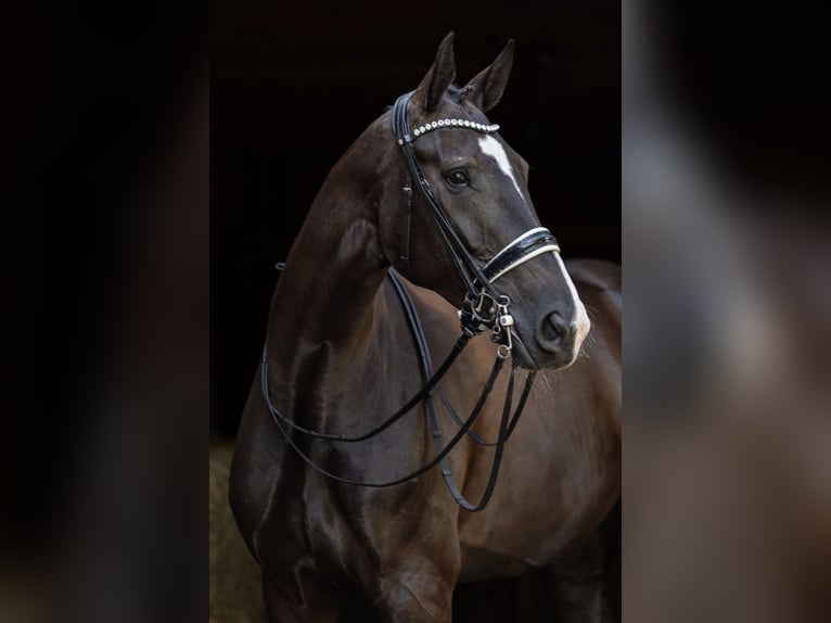 Deutsches Reitpferd Stute 7 Jahre 176 cm Rappe in S&#xFC;dlohn
