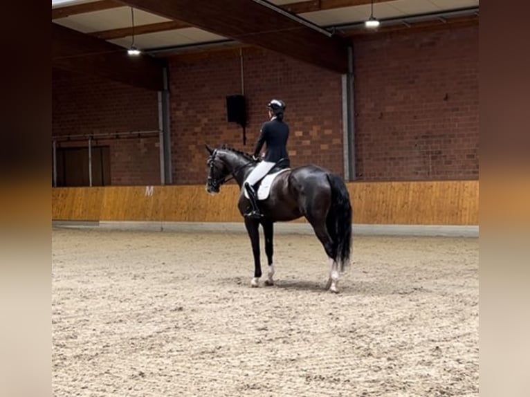 Deutsches Reitpferd Stute 7 Jahre 176 cm Rappe in S&#xFC;dlohn