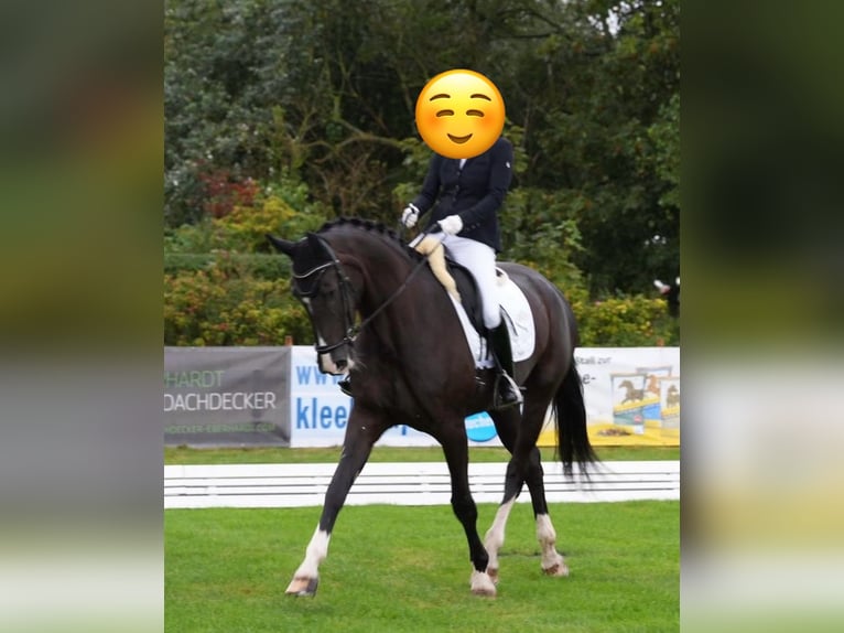 Deutsches Reitpferd Stute 7 Jahre 176 cm Rappe in S&#xFC;dlohn