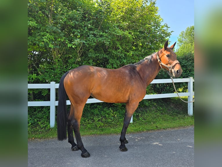 Deutsches Reitpferd Stute 7 Jahre 178 cm Brauner in Geiselhöring Deutsches Reitpferd Stute 7 Jahre 178 cm Brauner in Geiselhöring