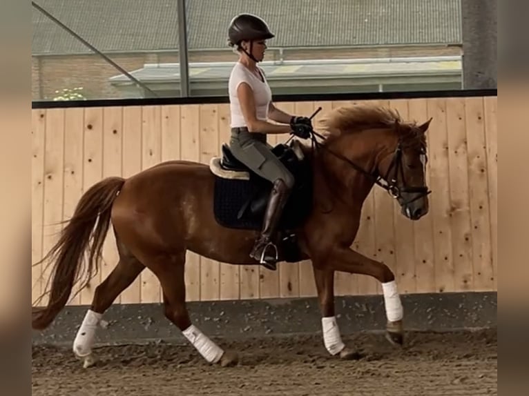 Deutsches Reitpferd Stute 8 Jahre 146 cm Fuchs in Fehmarn