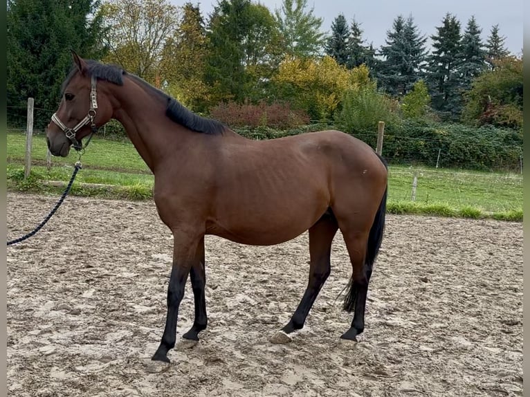 Deutsches Reitpferd Stute 8 Jahre 153 cm Brauner in Pillig