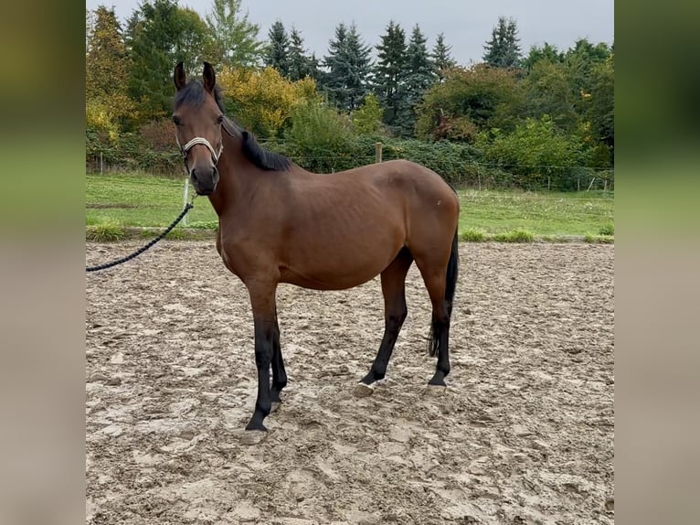 Deutsches Reitpferd Stute 8 Jahre 153 cm Brauner in Pillig