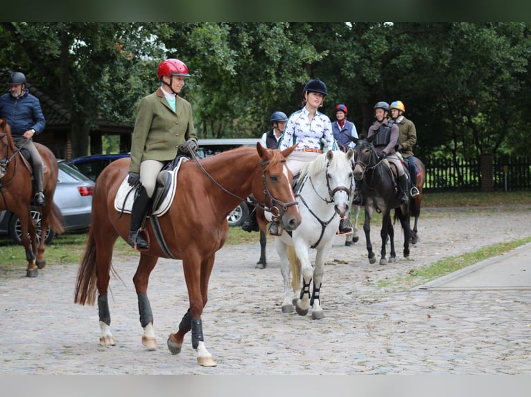 Deutsches Reitpferd Stute 8 Jahre 157 cm Fuchs in Großharrie