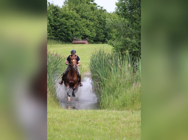 Deutsches Reitpferd Stute 8 Jahre 157 cm Fuchs in Großharrie