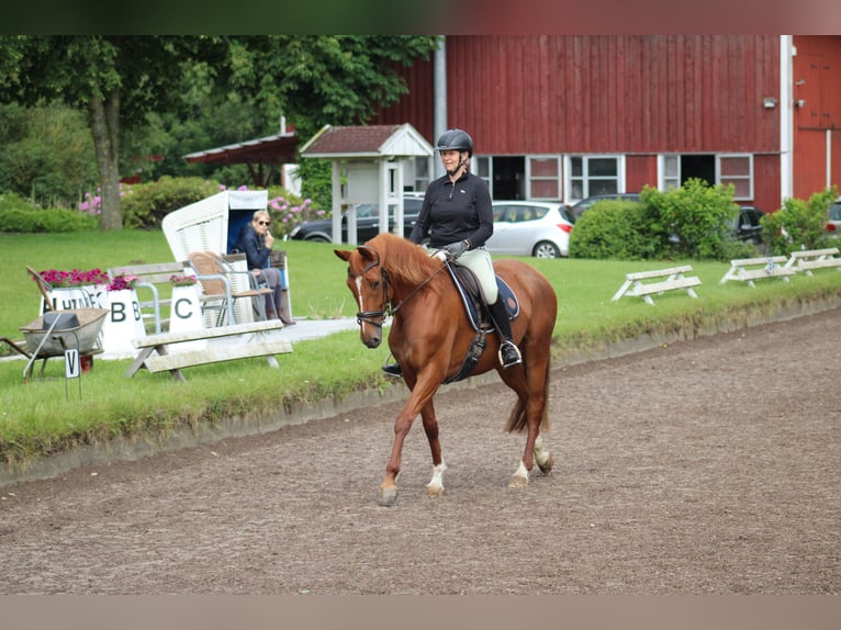 Deutsches Reitpferd Stute 8 Jahre 157 cm Fuchs in Großharrie