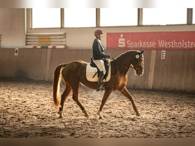 Deutsches Reitpferd Stute 8 Jahre 157 cm Fuchs in Großharrie