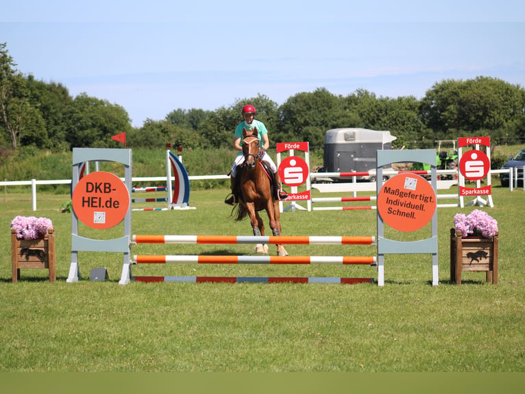 Deutsches Reitpferd Stute 8 Jahre 157 cm Fuchs in Großharrie