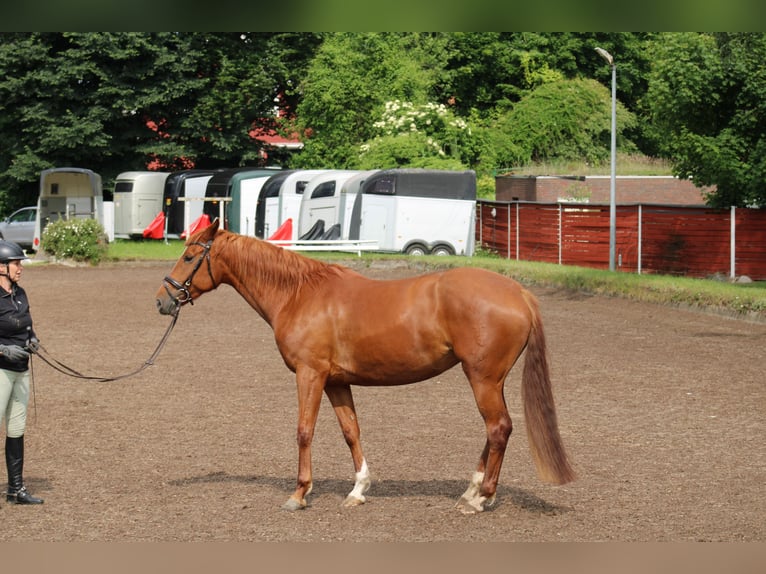 Deutsches Reitpferd Stute 8 Jahre 157 cm Fuchs in Großharrie