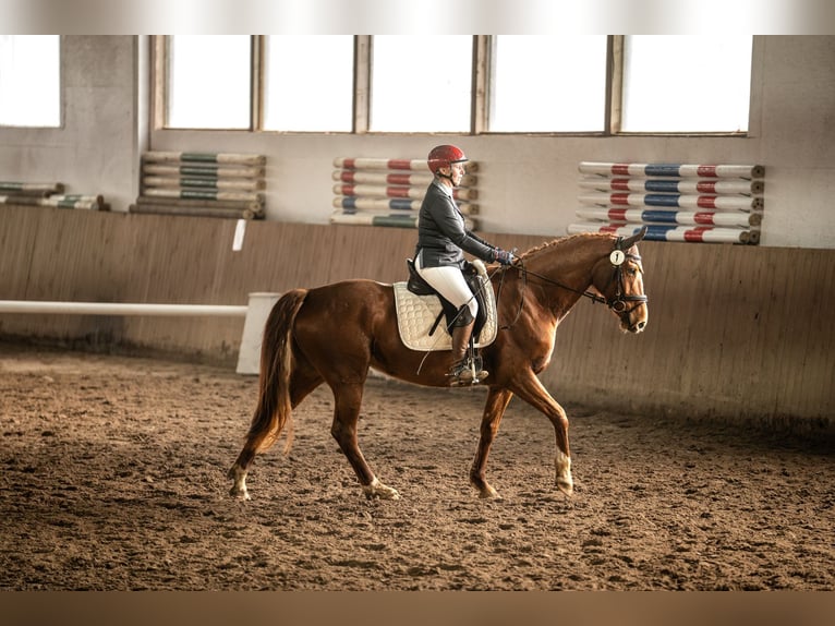 Deutsches Reitpferd Stute 8 Jahre 157 cm Fuchs in Großharrie