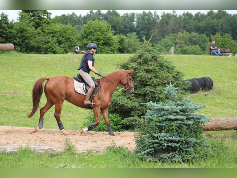 Deutsches Reitpferd Stute 8 Jahre 157 cm Fuchs in Großharrie