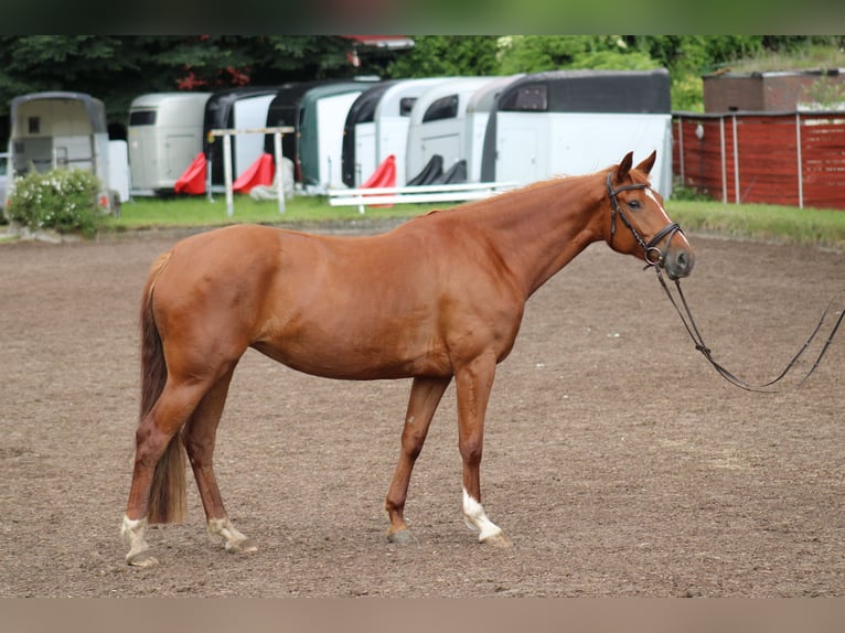 Deutsches Reitpferd Stute 8 Jahre 157 cm Fuchs in Großharrie