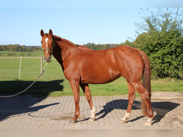Deutsches Reitpferd Stute 8 Jahre 157 cm Fuchs in Großharrie