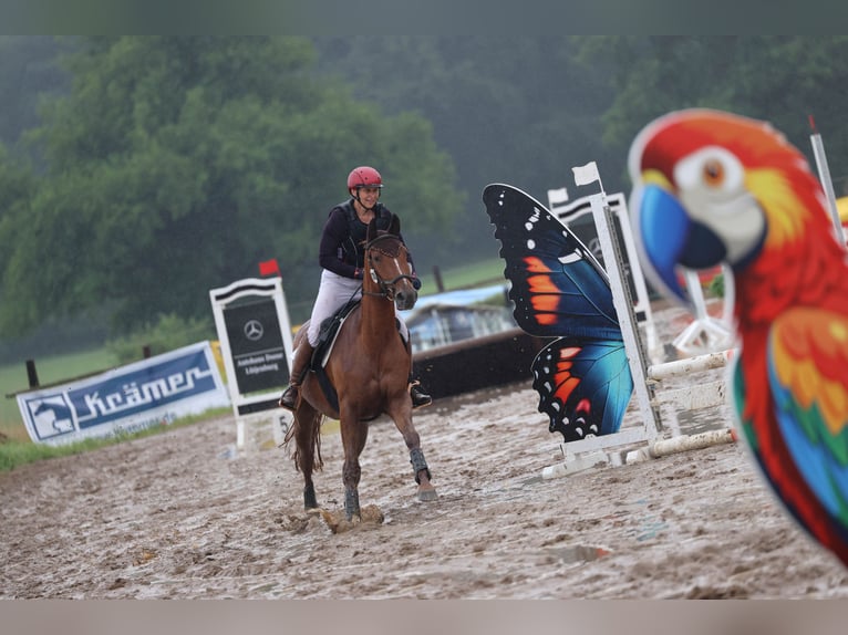 Deutsches Reitpferd Stute 8 Jahre 157 cm Fuchs in Großharrie