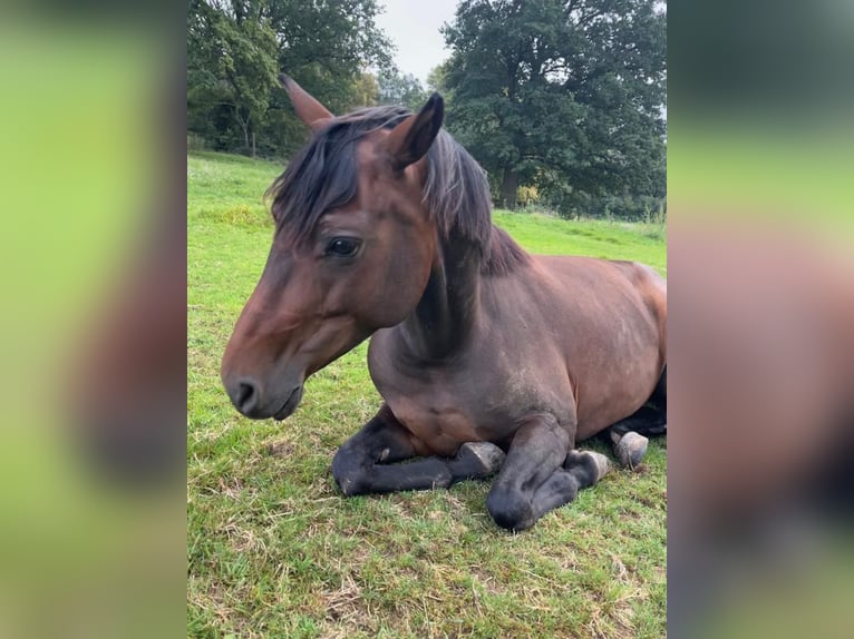 Deutsches Reitpferd Stute 8 Jahre 160 cm Brauner in Obernkirchen