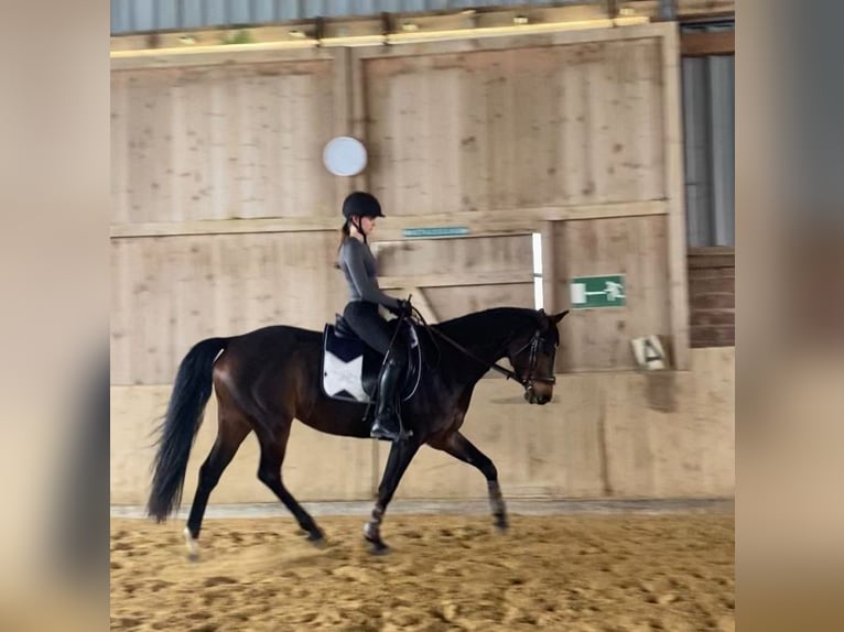 Deutsches Reitpferd Stute 8 Jahre 160 cm Brauner in Obernkirchen