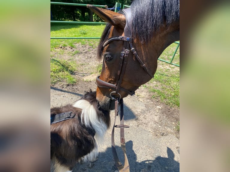 Deutsches Reitpferd Stute 8 Jahre 160 cm Brauner in Hespe Levesen