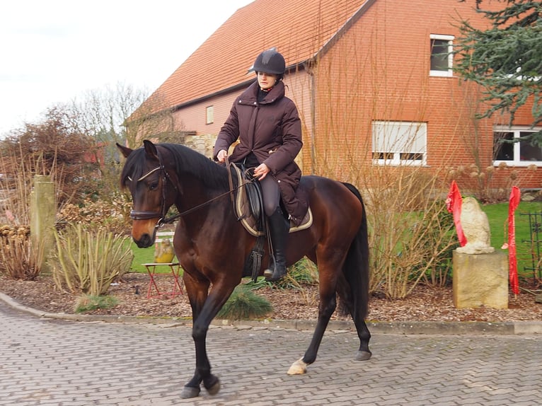 Deutsches Reitpferd Stute 8 Jahre 160 cm Brauner in Hespe Levesen