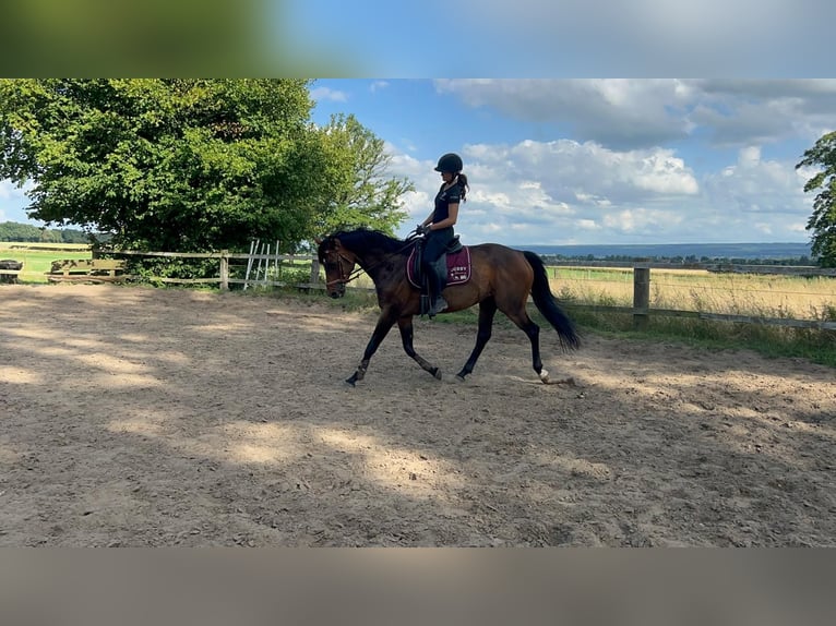 Deutsches Reitpferd Stute 8 Jahre 160 cm Brauner in Hespe Levesen